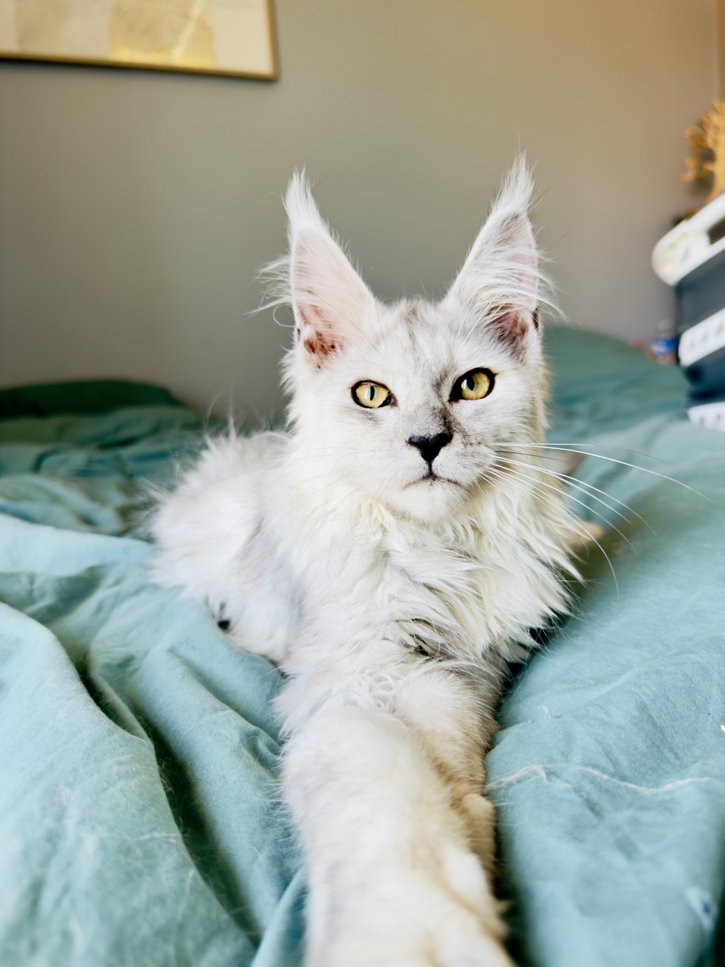 Bali, Maine Coon black high smoke de la chatterie Hugcoon, sur le lit