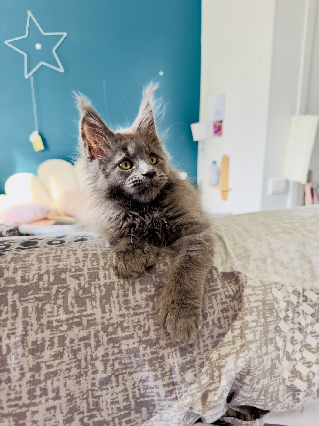 Baguera, chaton Maine Coon bleu smoke polydactyle de la chatterie Hugcoon