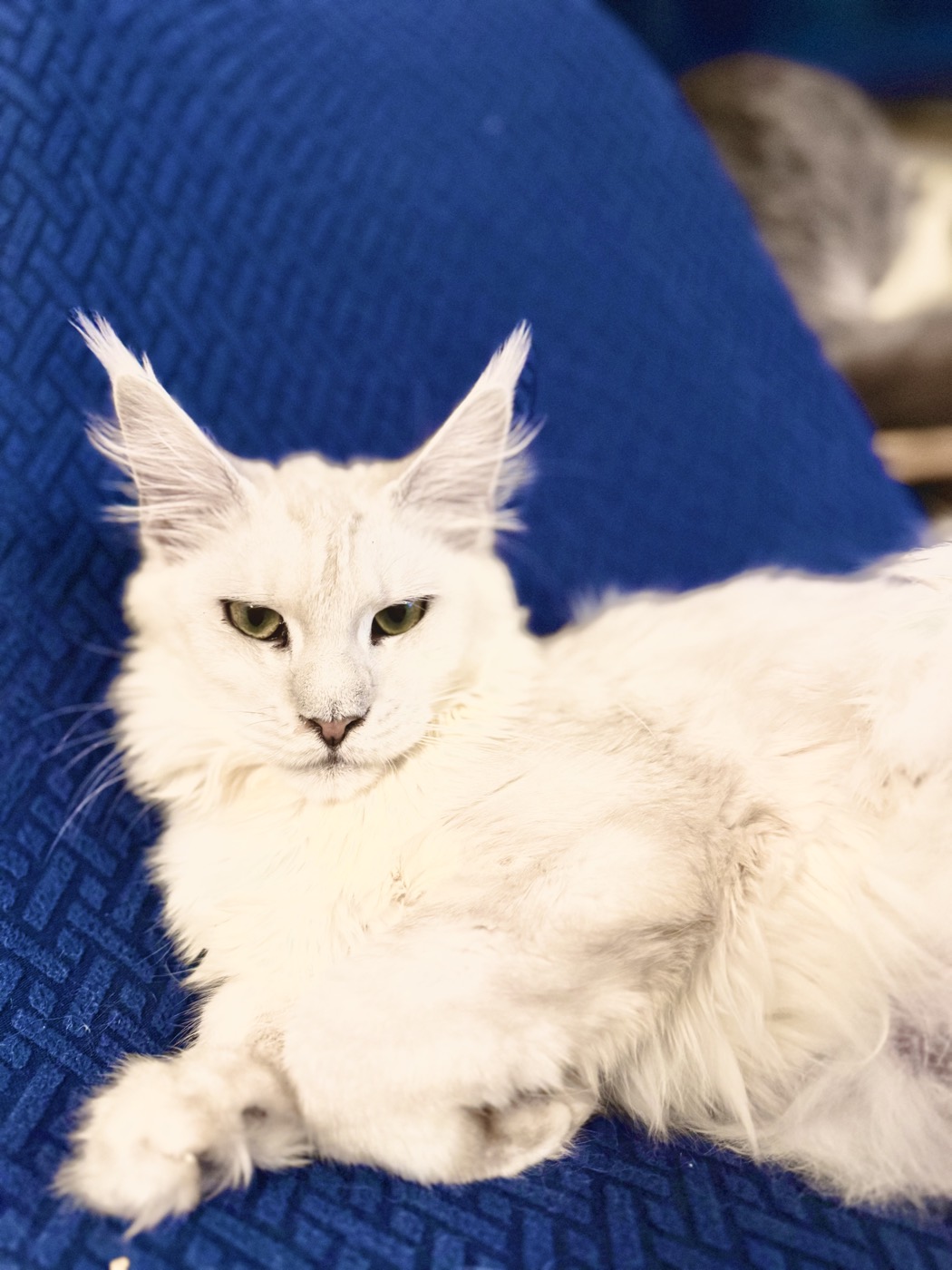 Maine Coon blanc de la chatterie Hugcoon sur un canapé bleu