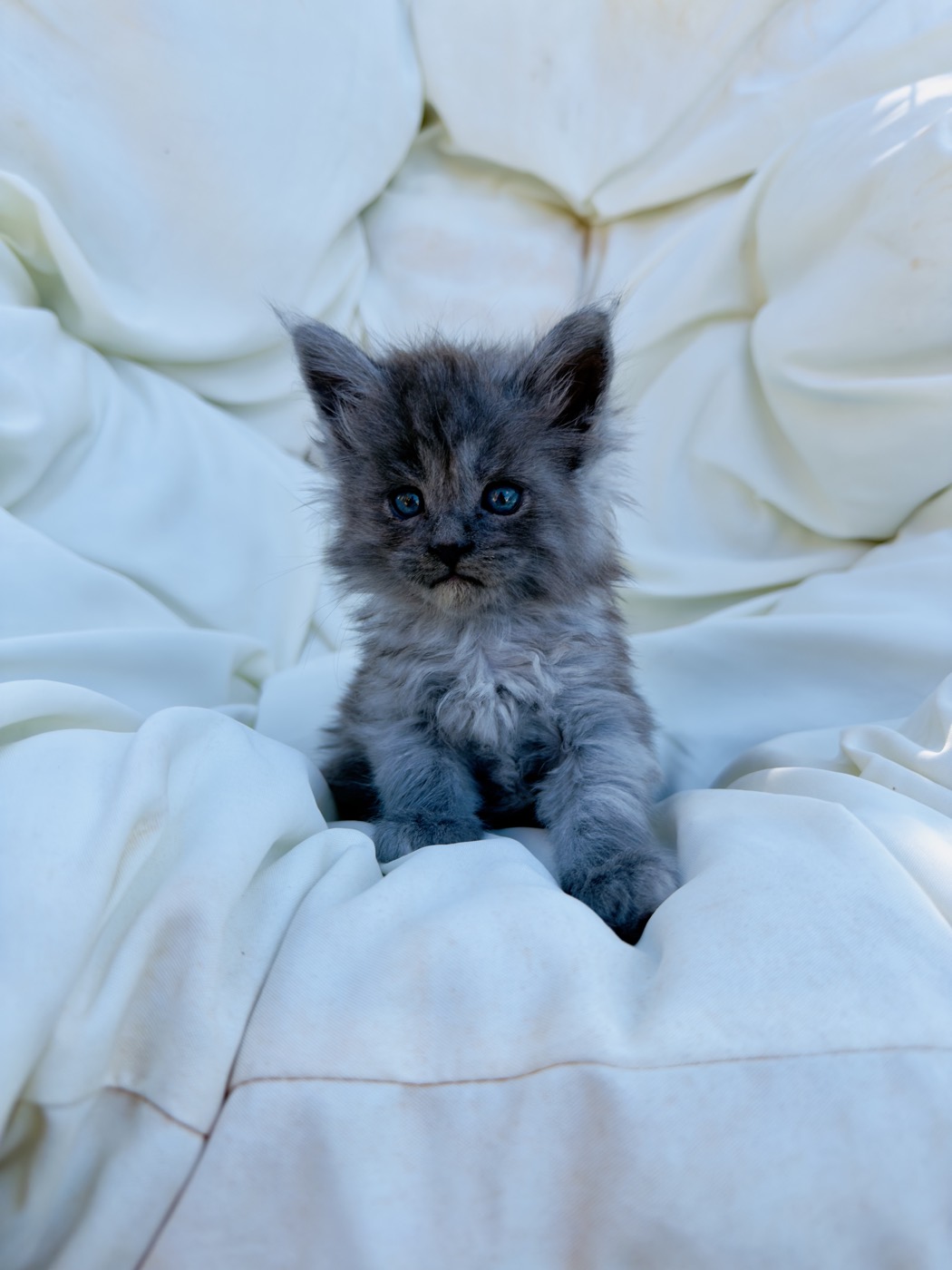 Chaton Maine Coon bleu de la chatterie Hugcoon