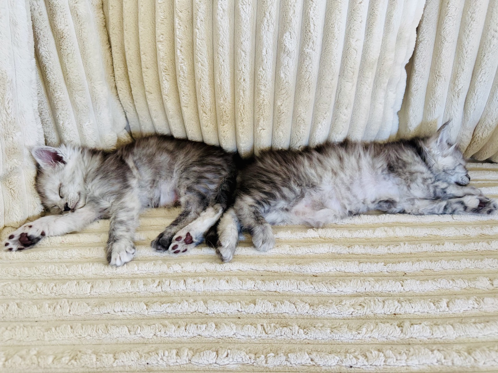 Deux chatons Maine Coon silver endormis côte à côte chez Hugcoon
