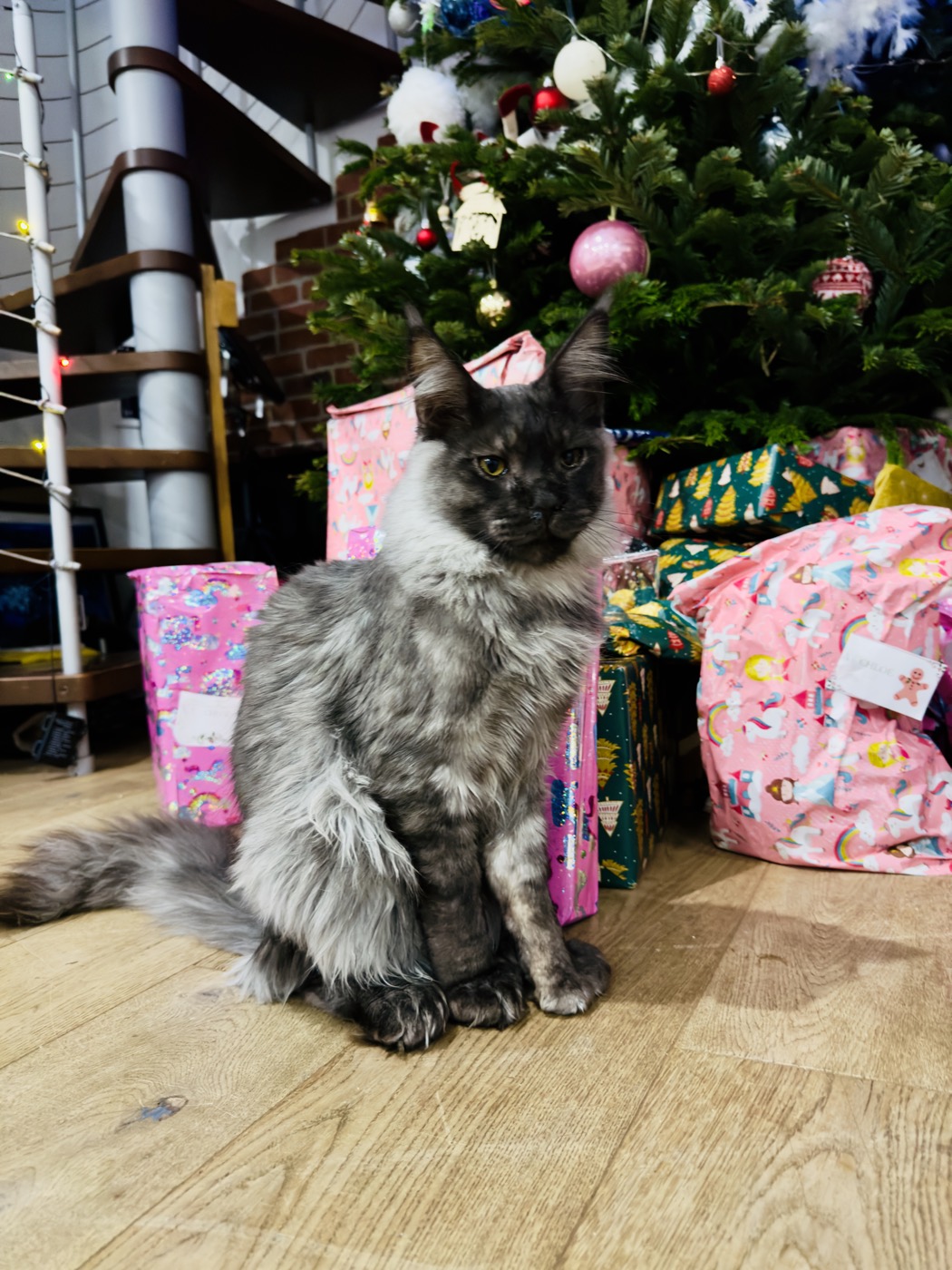 Maine Coon black smoke de la chatterie Hugcoon devant le sapin