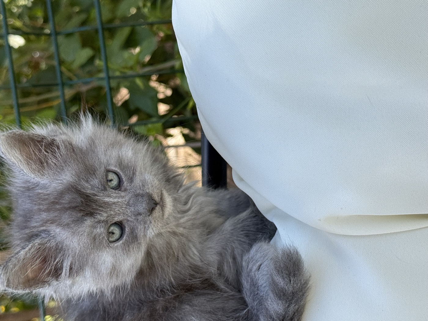 Chaton Maine Coon bleu de la chatterie Hugcoon, au jardin